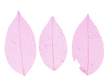 Skelettbl�tter 3 St�ck Farbe Rosa Nail Art #00517-09