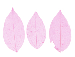 Skelettbl�tter 3 St�ck Farbe Rosa Nail Art #00517-09